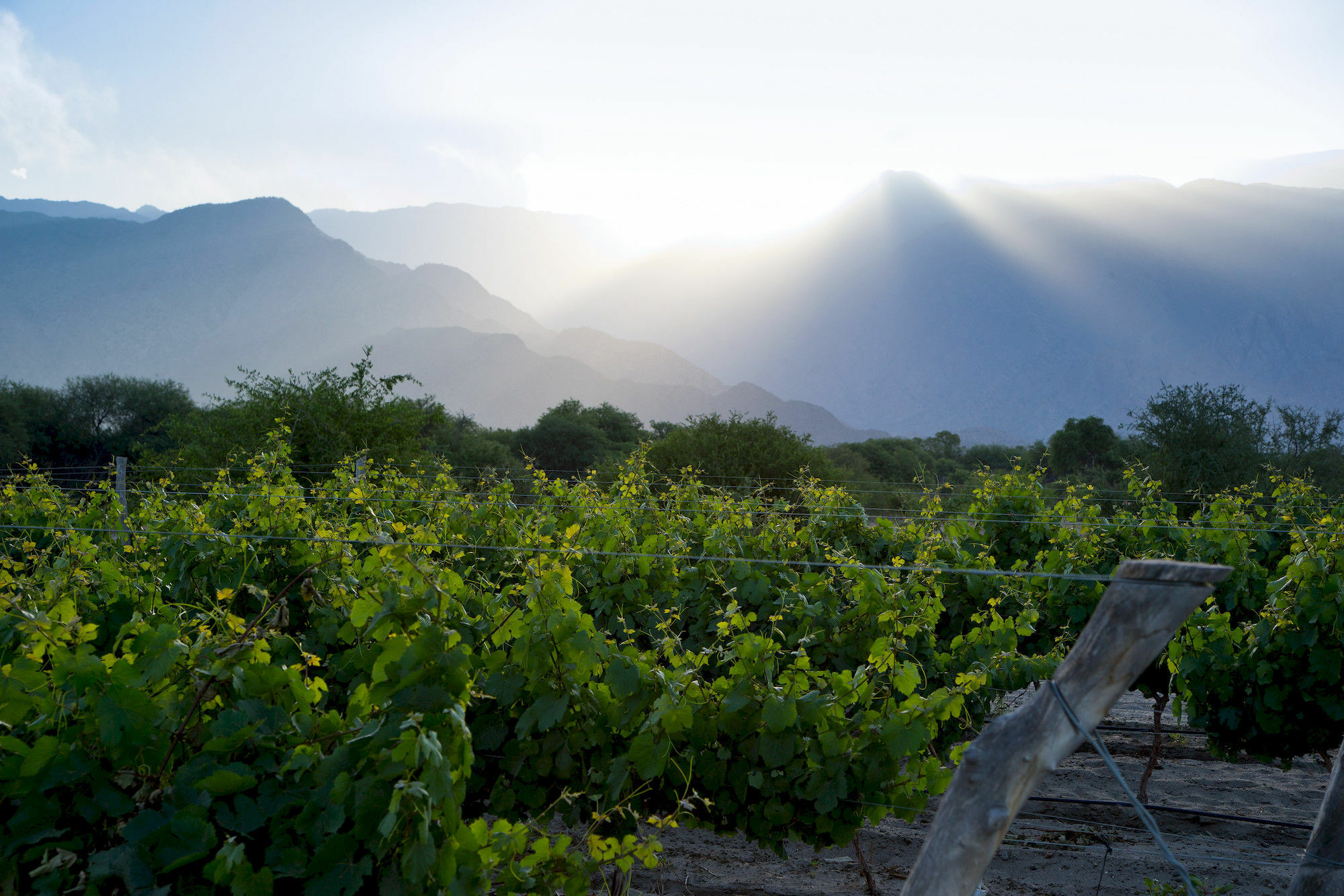 Grace Cafayate Ξενοδοχείο Εξωτερικό φωτογραφία Vineyards in the San Juan Province