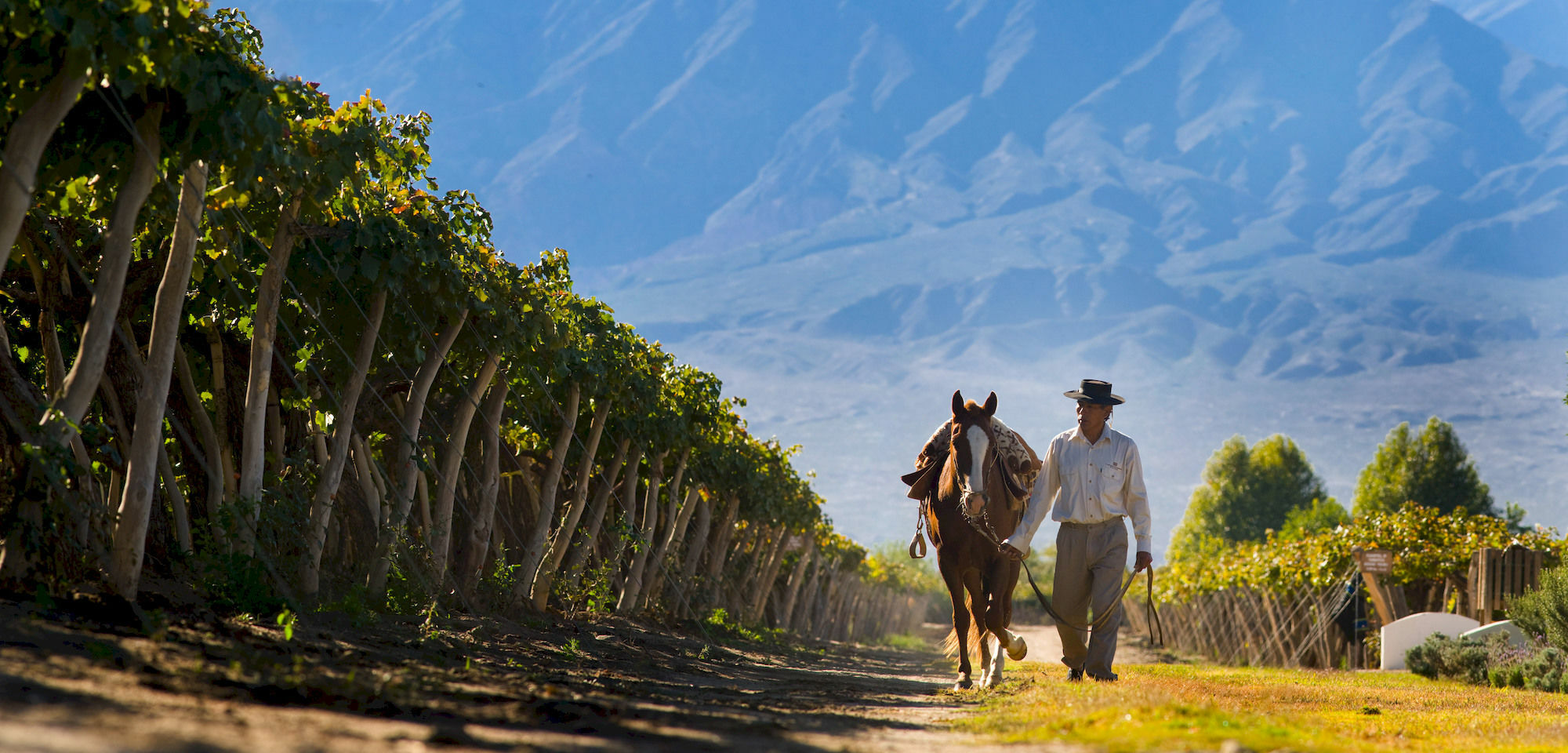 Grace Cafayate Ξενοδοχείο Εξωτερικό φωτογραφία Vineyards in Salta